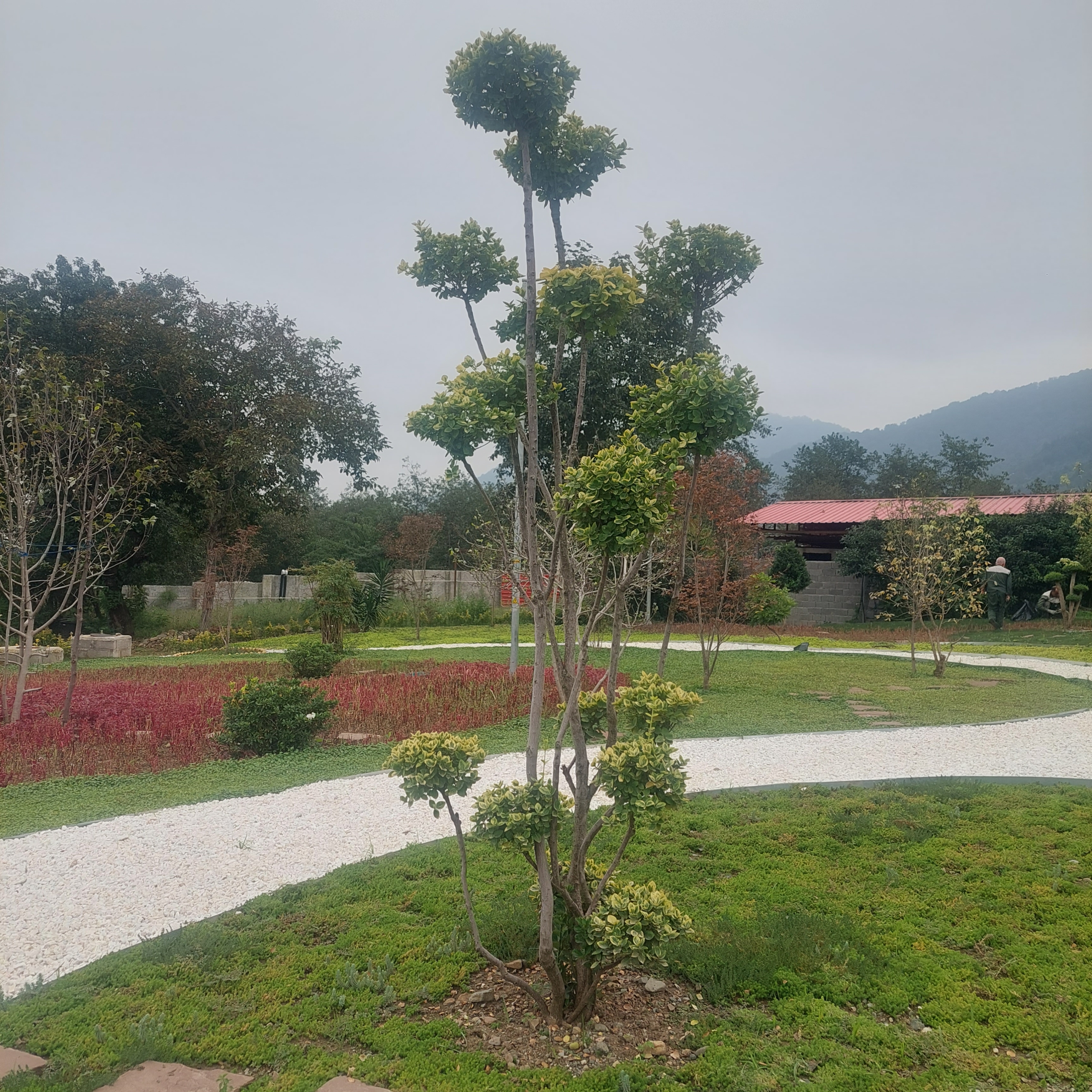 گل و گیاه احمدی در چابکسر